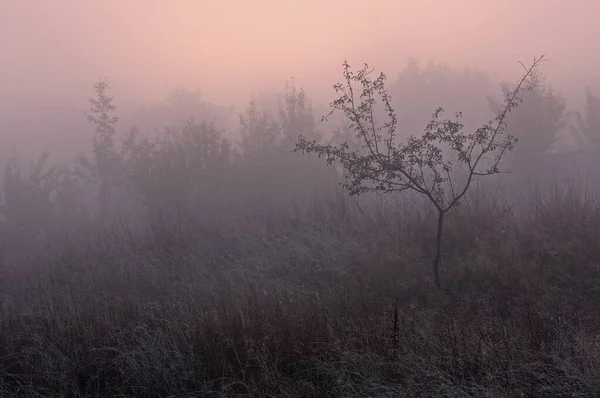 Sonbaharın Başlarında Bulanık Kırsal Manzaranın Ağaçları Çalıları Çalıları — Stok fotoğraf