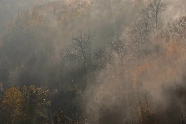 Vue Brouillard Floue Des Arbres Buissons Arbustes Sur Colline Dans — Photo