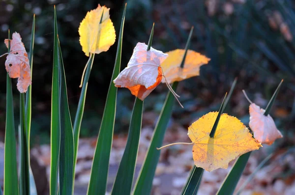 Droge Gele Bladeren Yucca Zwaardvormige Bladeren Herfst — Stockfoto