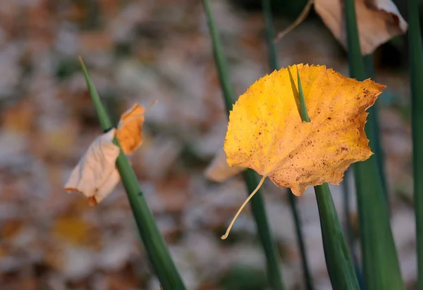 Сухие Желтые Листья Листьях Юкки Форме Меча Осенью — стоковое фото