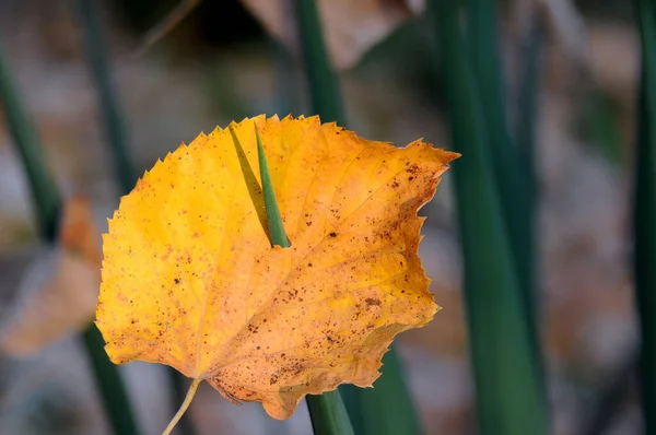 Gelbes Blatt Auf Yucca Schwertblatt Herbst — Stockfoto