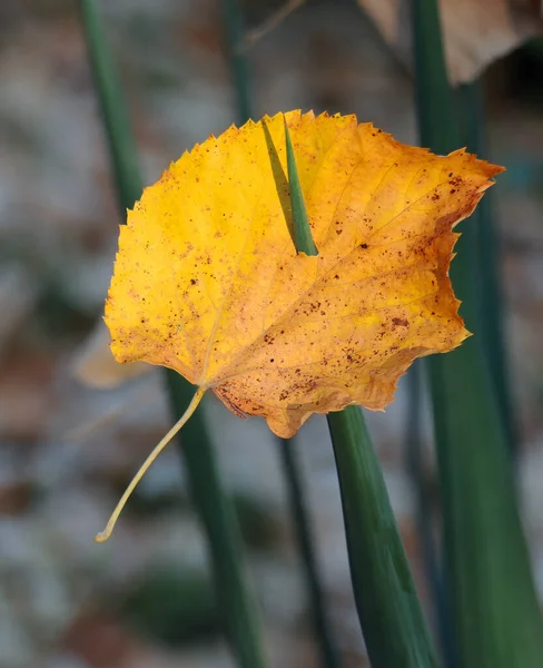 Желтый Лист Листе Форме Меча Юкки Осенью — стоковое фото