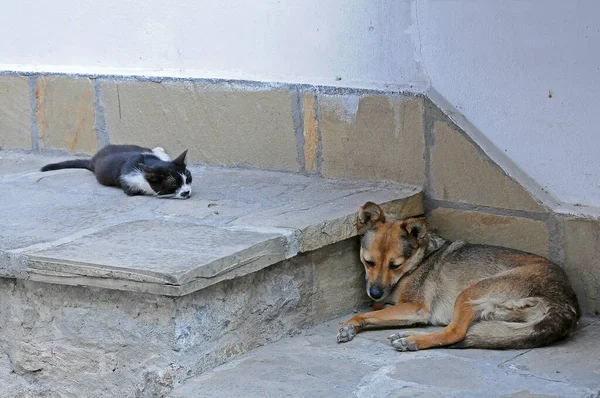 Schwarz Weiße Katze Und Brauner Hund Machen Friedlich Aber Getrennt — Stockfoto