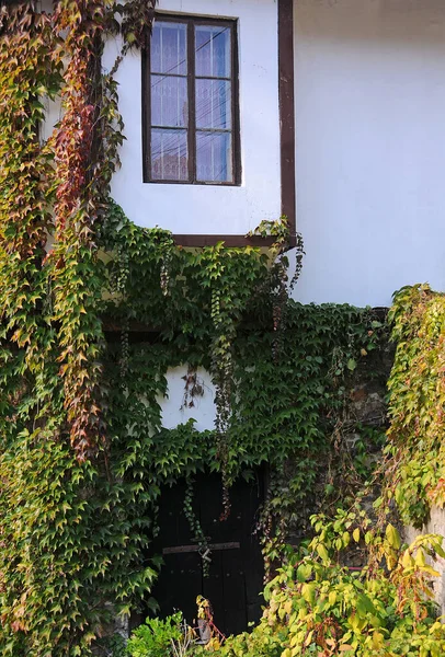 Μέρος Του Σπιτιού Και Πράσινο Creeper Στη Βουλγαρία — Φωτογραφία Αρχείου