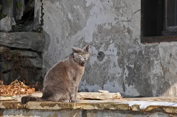 Smoke Colored Cat Sits Background Old Building — Stockfoto