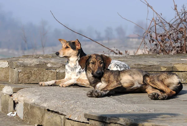 Two stray brown dogs without ear tags lie in the sun in snowless winter inthe town of veliko Tarnovo, Bulgaria