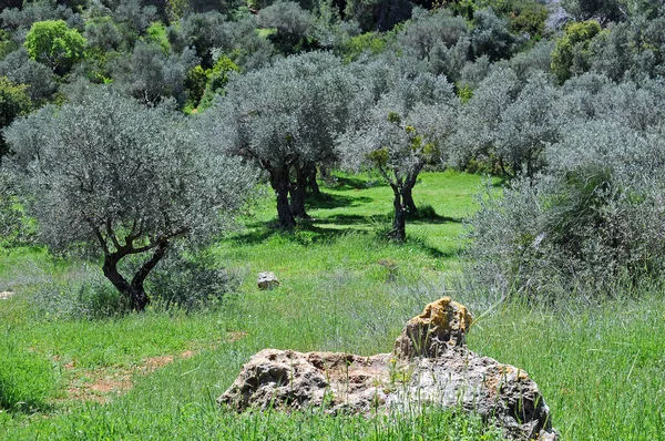 Оливкові Дерева Ізраїлі Квітні — стокове фото