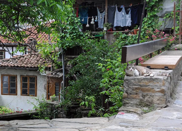 Veliko Tarnovo Nun Eski Kasabasının General Gurko Caddesinde Yalancı Kedi — Stok fotoğraf