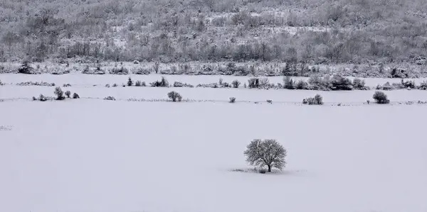 冬は畑に一本の木 — ストック写真