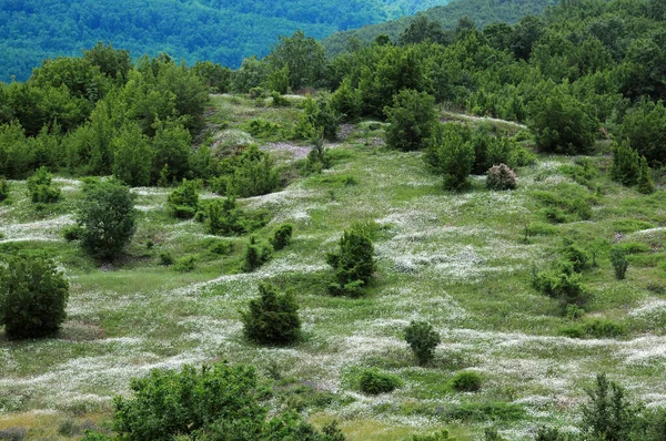 Krajobraz Wiejski Pagórkowaty Białym Polem Kwiaty Drzewa Krzewy Wiosną — Zdjęcie stockowe