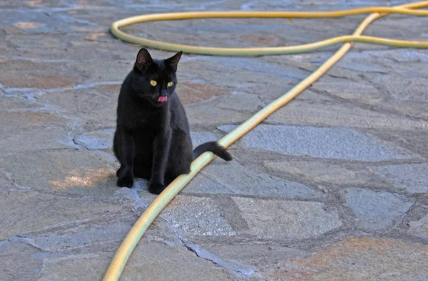 Black cat with yellow eyes and a yellow hose for watering the garden