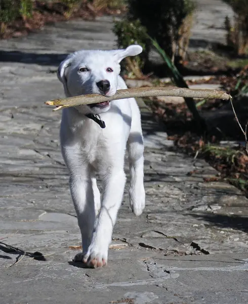 White puppy runs with a stick in his mouth