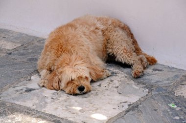 Stray shaggy dog lies on the street in Greece clipart