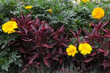 Ground-covering plants and yellow marigolds in the garden in summer clipart