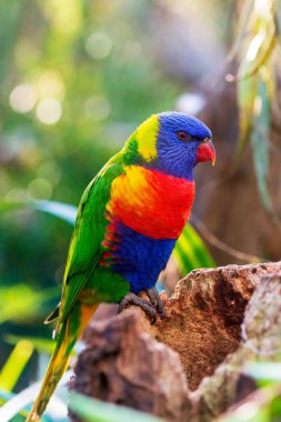 Rainbow lorikeet portrait. Selective focus. Close-up. Australian parrot.