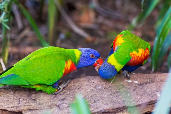 Couple Rainbow Lorikeets Eating Berries Australian Parrot Selective Focus — Stock Photo, Image