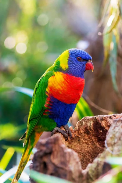 Rainbow Lorikeet Portrait Selective Focus Close Australian Parrot — Fotografia de Stock