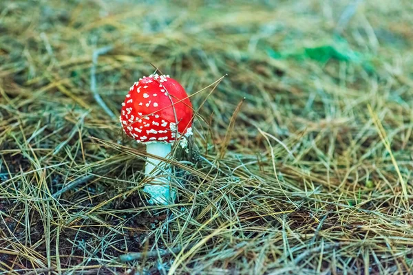 Fly Agaric Amanita Toadstool Red Poisoned Mushroom Natural Background Copy Fotos de stock libres de derechos