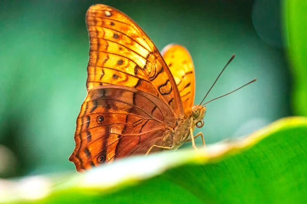 Cruiser Butterfly Vindula Arsinoe Closeup Portrait Stock Image