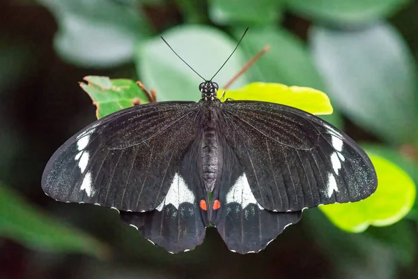 Orchard Swallowtail Papilio Aegeus Butterfly Closeup Sitting Leaf Black Swallowtail Fotos De Bancos De Imagens