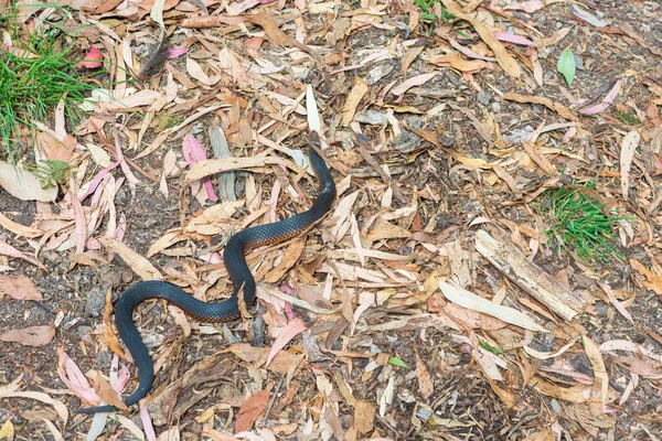 天然の生息地に赤い腹の黒いヘビ オーストラリアのビクトリアで撮影された写真 ストック写真