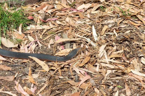 天然の生息地に赤い腹の黒いヘビ オーストラリアのビクトリアで撮影された写真 ストックフォト