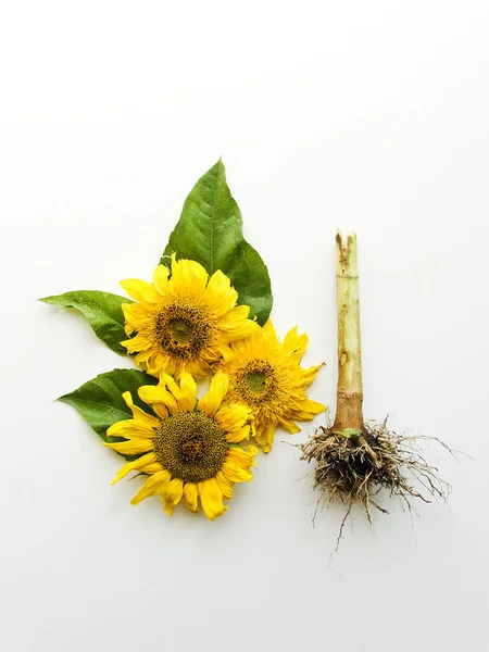 Соняшники Квіти Насіння Корінь Неглибокий Доф — стокове фото
