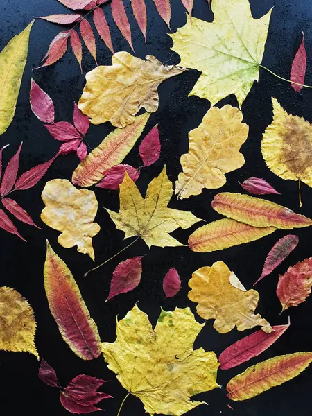 Kleurrijke Droge Herfst Bladeren Esdoorn Eik Linde Zwarte Houten Achtergrond — Stockfoto