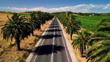 Seppeltsfield Yolu Barossa Vadisi 'ndeki palmiye ağaçlarıyla kaplı. Adelaide, Avustralya.