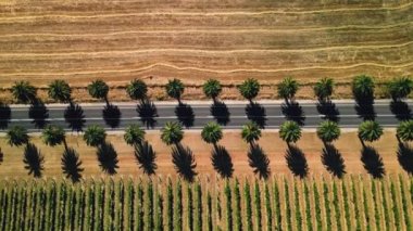 Seppeltsfield Yolu Barossa Vadisi 'ndeki palmiye ağaçlarıyla kaplı. Adelaide, Avustralya.