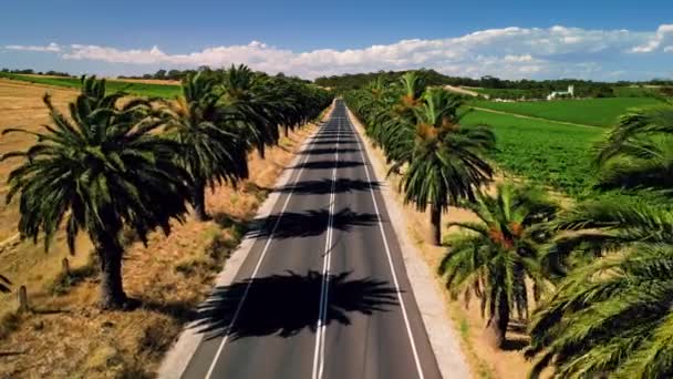 Seppeltsfield Road Lined Palm Trees Barossa Valley 애들레이드 오스트레일리아 — 비디오