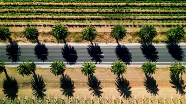 在Barossa山谷 Seppeltsfield路与棕榈树相连 澳大利亚阿德莱德 — 图库视频影像