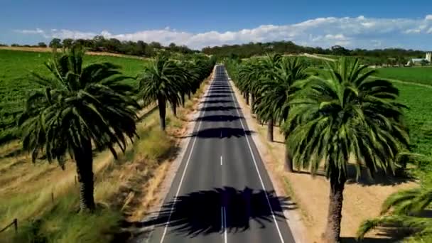 在Barossa山谷 Seppeltsfield路与棕榈树相连 澳大利亚阿德莱德 — 图库视频影像