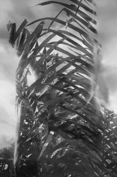 stock image A closeup portrait silhouette of a man combined with a photo of palm leaves in a double exposure against grey background