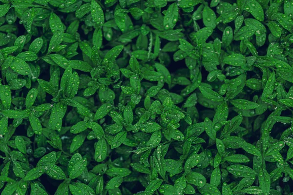 Zelený List Příroda Pozadí — Stock fotografie