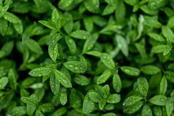 緑の葉の自然背景 — ストック写真
