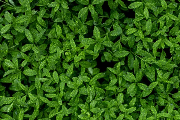 Grünes Blatt Natur Hintergrund Stockfoto
