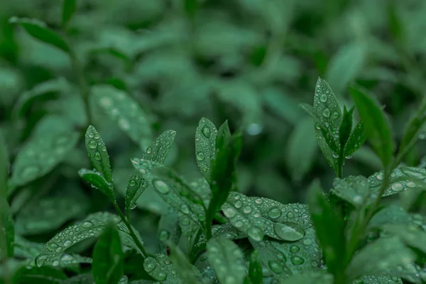 Зелене Листя Фон Природи — стокове фото