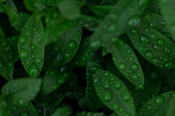 Zelený List Příroda Pozadí — Stock fotografie