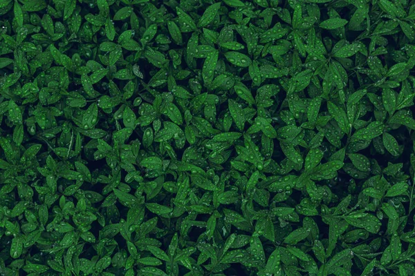 Zielony Liść Natura Tło — Zdjęcie stockowe