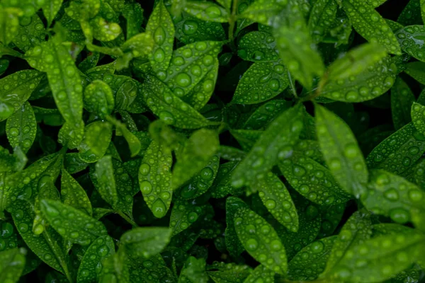 Yeşil Yaprak Doğa Arkaplanı — Stok fotoğraf