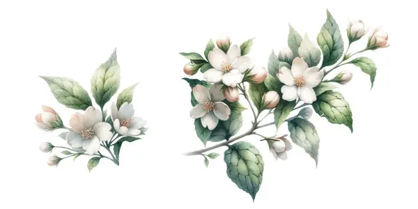 Yasemin Dalı Çiçek Açmış Klasik Botanik Suluboya Çizimi Telifsiz Stok Vektörler