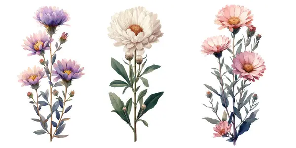 Set Aus Drei Aster Blumen Vintage Botanische Aquarell Illustration Stockillustration