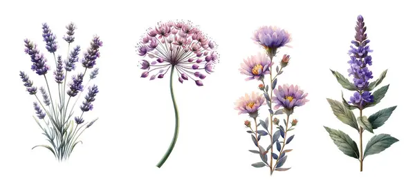 Mor Bahçe Çiçekleri Klasik Botanik Suluboya Çizimleri Vektör Grafikler