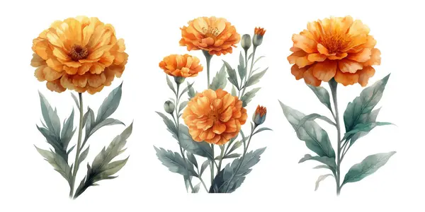 Tres Flores Caléndula Con Hojas Ilustración Acuarela Botánica Vintage Ilustraciones de stock libres de derechos