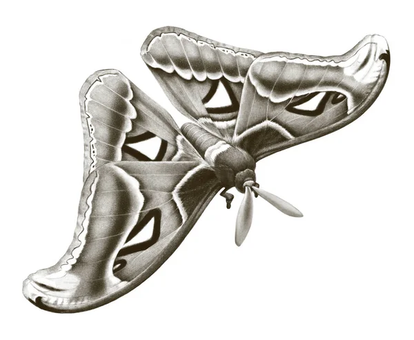 Карандашный Рисунок Бабочки Атласа — стоковое фото