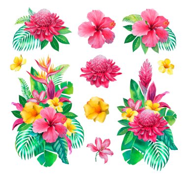 Suluboya tropikal çiçekler. Beyaz arkaplanda elle boyanmış çizimler 