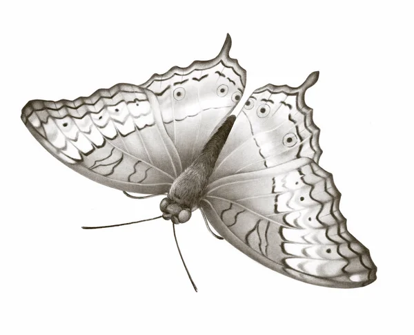 Illustration Von Cruiser Schmetterling — Stockfoto