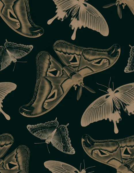 Illustrationen Tropischer Schmetterlinge Nahtloses Muster — Stockfoto