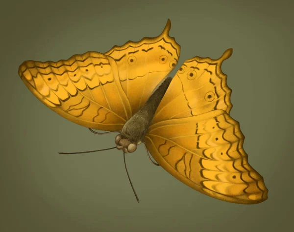 Иллюстрация Крейсерской Бабочки — стоковое фото